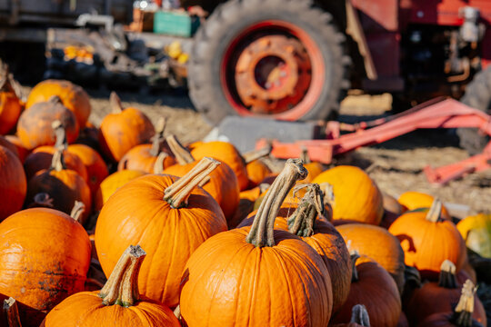 Autumn farm and market with colorful and a variety of pumpkins. 