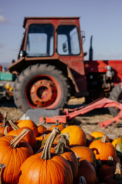 Autumn farm and market with colorful and a variety of pumpkins. 