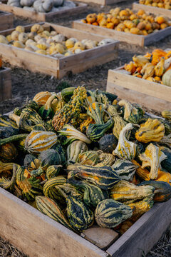 Autumn farm and market with colorful and a variety of pumpkins. 
