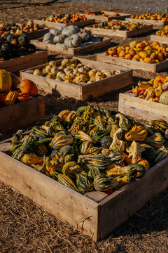 Autumn farm and market with colorful and a variety of pumpkins. 
