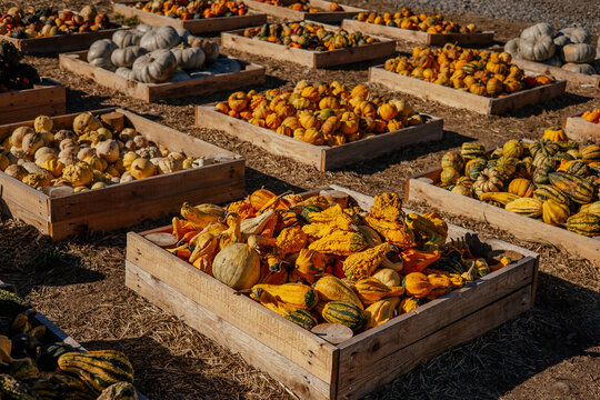 Autumn farm and market with colorful and a variety of pumpkins. 