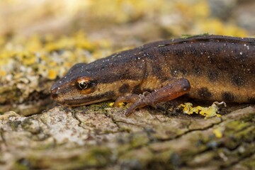 Fototapeta premium Tiny Smooth or Common newt, Triturus vulgaris with beautiful patterns on its skin, resting on mossy bark in natural habitat,