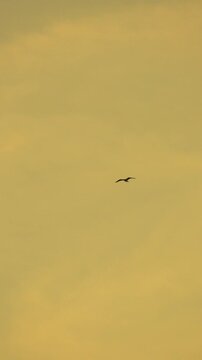 Minimalist silhouette bird circles against a soft amber evening sky while moving horizontally. Static wide shot captures steady aerial movement.