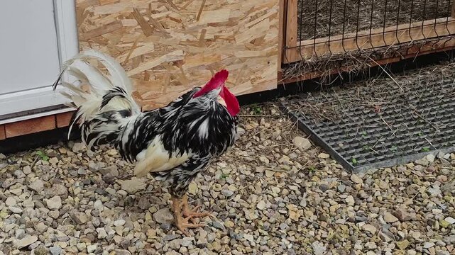 Dalmatian Leghorn rooster with black and white speckled plumage and bright red comb is strolling on bed of small multicolored gravel near wooden enclosure, rustic farm poultry scene.
