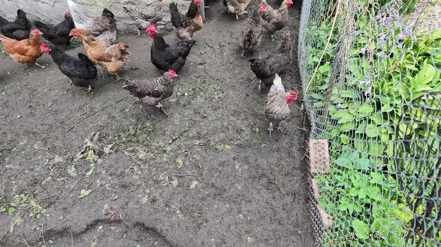 Hens and roosters move inside crowded chicken coop behind metal mesh fence, creating rustic farmyard scene with feather detail, barn structure, daylight, and tight enclosure, with chicken, coop