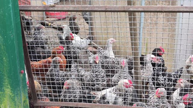Hens and roosters move inside crowded chicken coop behind metal mesh fence, creating rustic farmyard scene with feather detail, barn structure, daylight, and tight enclosure, with chicken, coop