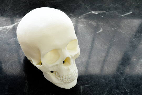 3D print skull model on the table.