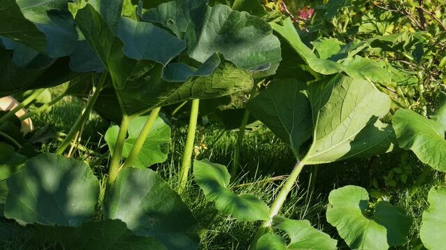 Expansive green plant leaves and sturdy stems bathed in natural light, casting dappled shadows over vibrant ground flora, signifying growth.
