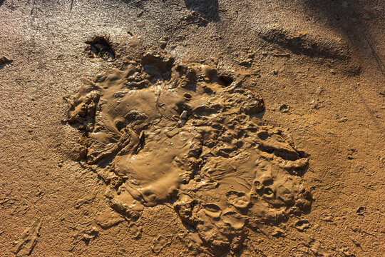 Close-up view of thick brown sludge puddle texture, moist wet clay ground surface with uneven patches and natural earthy patterns created by rain in an open outdoor setting
