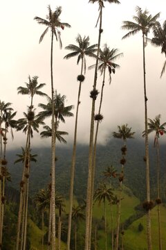 Palm Trees in Cocora Valley Quindio Colombia 