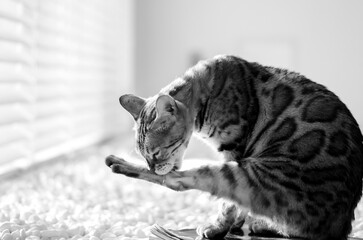Bengal Cat Grooming Paw Close-Up in Black and White © Дмитрий Соколов