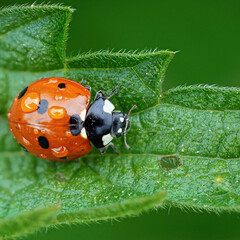 Close-up view of a ladybug on a green leaf in a garden during daytime © Jill Dundee
