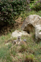 Fototapeta premium Group of meerkats resting together in grass among rocks