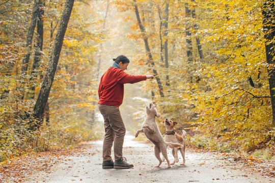 Woman having fun in a forest with her dogs early in an autumn morning. 