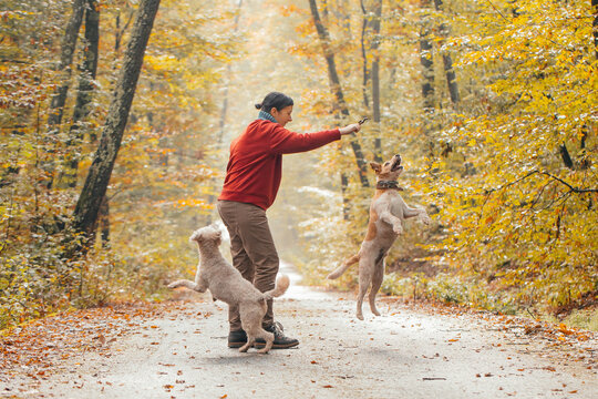 Woman having fun in a forest with her dogs early in an autumn morning. 