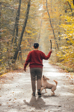 Woman having fun in a forest with her dogs early in an autumn morning. 