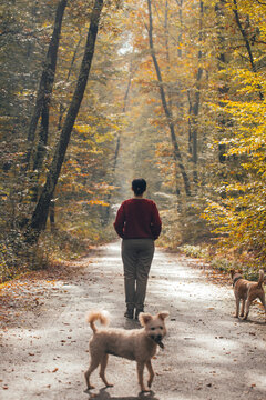 Woman having fun in a forest with her dogs early in an autumn morning. 