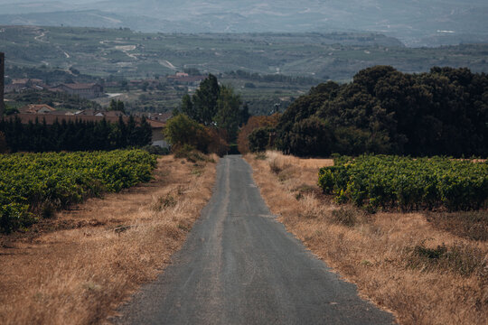 Scenic Road Through Vineyards, Picturesque Countryside Landscape in Wine Country