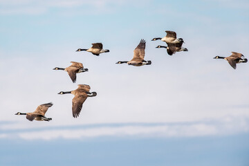 Canada geese flock flying against blue sky © Ralphele