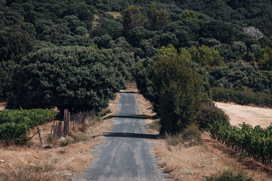 Scenic Road Through Vineyards, Picturesque Countryside Landscape in Wine Country