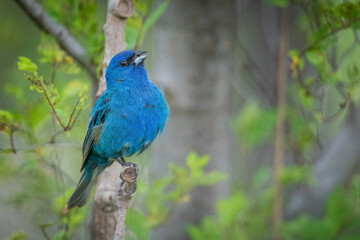 Naklejka premium Indigo bunting singing on a branch