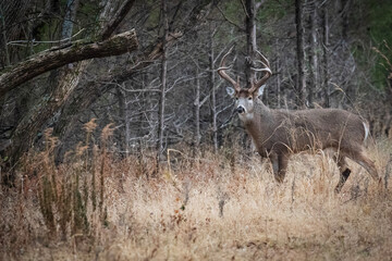 Naklejka premium Mature buck standing alert in forest