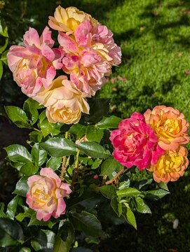 bunch of roses in Arboretum, Tampere 
