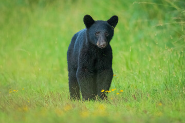 Black bear cub in grass with wildflowers © Ralphele