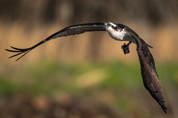 Osprey banking in a swooping flight curve © Ralphele