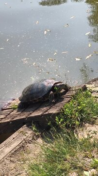A freshwater turtle resting on a fallen log beside a pond, surrounded by grass and natural vegetation. A peaceful wildlife scene illustrating nature, habitat, biodiversity and conservation.