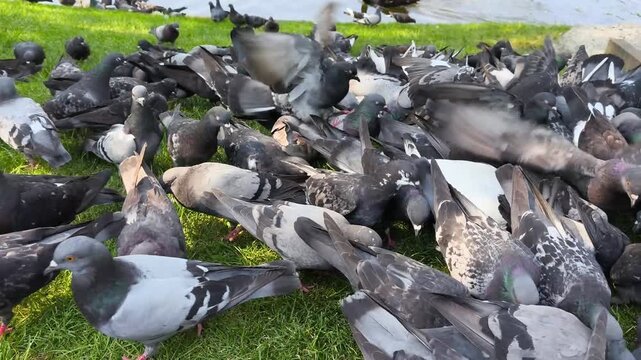 Many Pigeons Gathering and Feeding Outdoors, Urban Wildlife, Nature, Ecology and Animal Behavior Concept