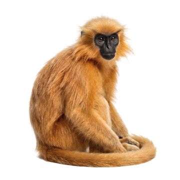Golden howler monkey sitting calmly on white background