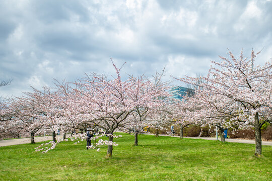 Cherry trees bloom with delicate blossoms in Chiune Sugihara Sakura Park in Vilnius, Lithuania. Dreamy spring scenery evokes renewal, beauty, tranquility and Japanese hanami tradition.