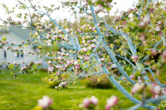 Apple tree branches covered with pink buds and delicate white blossoms bloom in a garden in spring. Flowering fruit tree evokes seasonal renewal, future harvest and awakening of nature.