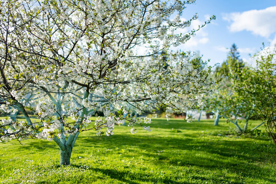 Sweet cherry trees covered with white blossoms bloom in a green home garden in spring. Peaceful flowering orchard scene evokes seasonal renewal, countryside life and beauty of nature.