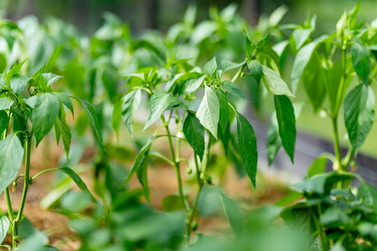 Young green pepper plants grow in rows inside a greenhouse. Healthy Capsicum annuum plants develop in warm summer conditions before producing ripe vegetables.