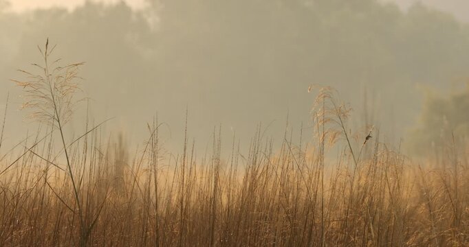 Sunrise in a Meadow (Grassland)