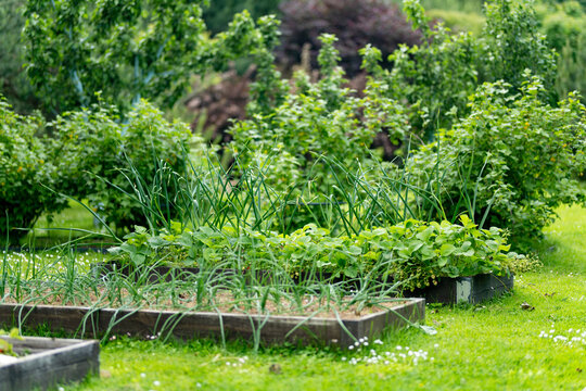 Raised garden beds filled with lush green vegetables and plants in a summer backyard garden. Well maintained home vegetable garden surrounded by grass and fruit trees.