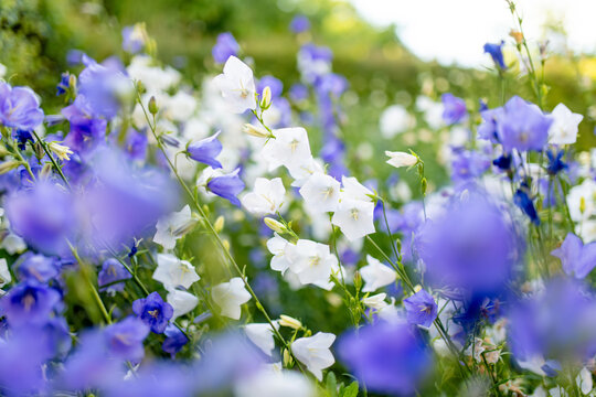 Blue and white campanula flowers bloom abundantly in a lush summer garden. Delicate bell-shaped blossoms create romantic floral background with fresh peaceful countryside atmosphere.
