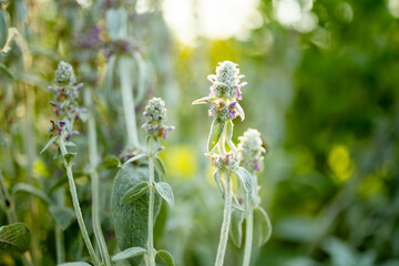 Fototapeta premium Woolly lamb's ear plants bloom with tall flower spikes in a sunlit summer garden. Soft silvery foliage and glowing backlight create dreamy natural scene with warm peaceful atmosphere.