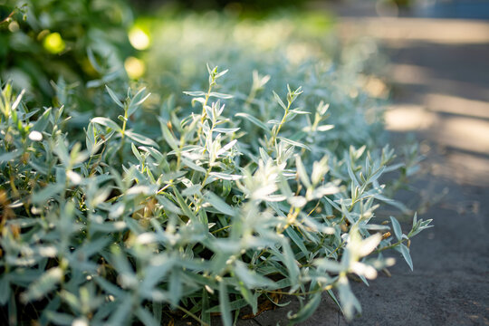 Silvery foliage of snow-in-summer growing as ornamental ground cover beside a garden path. Soft gray green leaves create a dense textured border in warm sunlight.