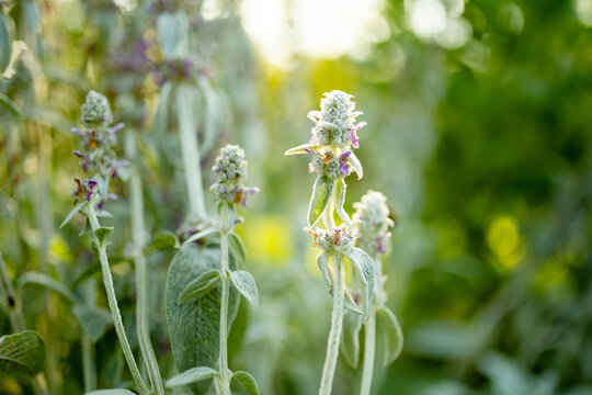 Woolly lamb's ear plants bloom with tall flower spikes in a sunlit summer garden. Soft silvery foliage and glowing backlight create dreamy natural scene with warm peaceful atmosphere.