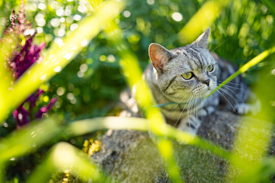 Silver tabby British Shorthair cat resting among lush green plants in a sunny garden. Beautiful domestic pet enjoying nature and outdoor life.