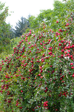 Apfel,  Malus domestica, reife &Auml;pfel am Baum