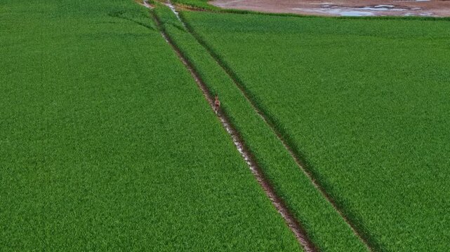 Aerial view of a lush green field with two parallel tracks running through the center in Latvia.
