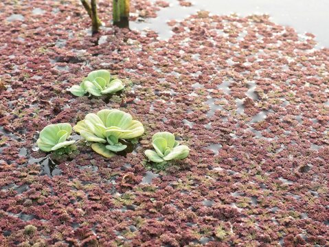 Fresh green water lettuce floating on a pond covered with red azolla mosquito fern plants under soft morning sunlight, creating a vibrant colorful aquatic pattern in nature