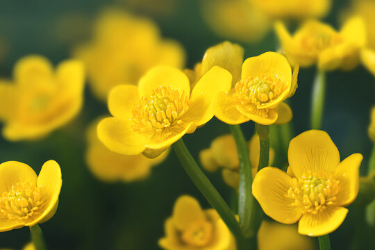 Close-up of Vibrant Yellow Marsh Marigold Flowers in Bloom.