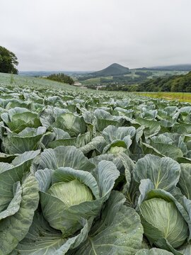 Cabbage field