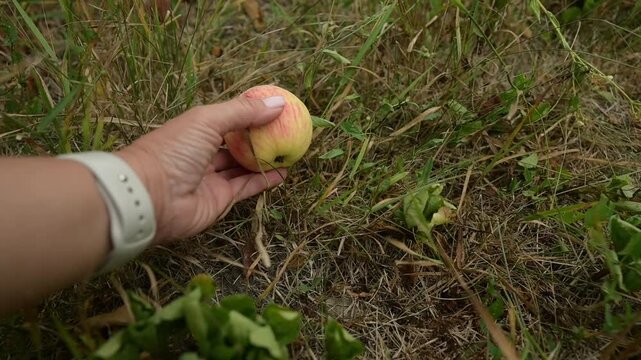 Woman hand turning apple to reveal worm damage on fruit