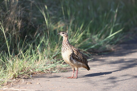 The crested francolin (Ortygornis sephaena sephaena) is a species of bird in the family Phasianidae. This photo was taken in Kruger National Park, South Africa.
